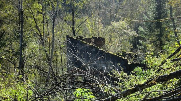 A photograph of a densely forested area with trees marked for logging, interspersed with trees that have been recently cut down. The scene evokes feelings of environmental destruction and industrial encroachment on natural habitats.