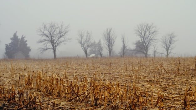Genetically Modified Crop Failure: Food Crisis in Rural America