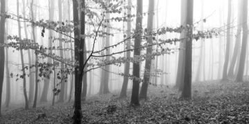 Mysterious Disappearances: Unexplained Cases That Baffle Us - Cover Image