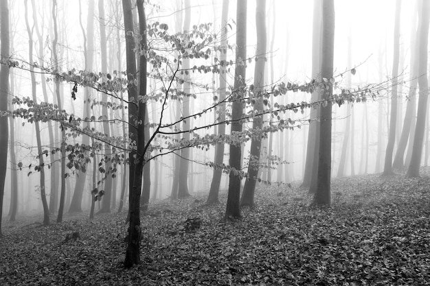 Mysterious Disappearances: Unexplained Cases That Baffle Us