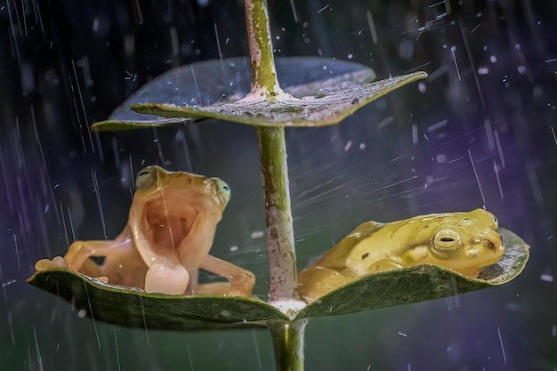 Shocking Rain of Animals: Bizarre Meteorological Phenomena