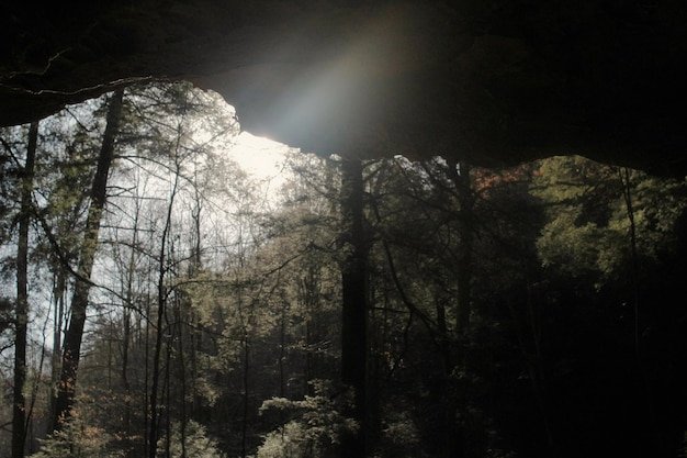 A wide-angle shot of a dense forest, emphasizing the depth and darkness of the woods. Sunlight barely penetrates the canopy, creating a sense of foreboding.