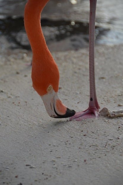A behind-the-scenes shot of a veterinarian at Miami Zoo examining a flamingo's leg, with the zoo's habitat visible in the background. The lighting is natural, emphasizing the professional care the animals receive.