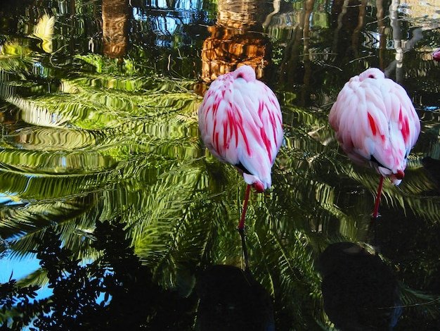 A wide shot of the updated flamingo enclosure at Miami Zoo, showcasing enriched habitats with more natural landscaping, improved fencing, and a more spacious environment. The shot is taken on a sunny day with clear blue skies.