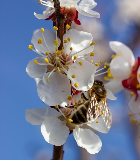 Vanishing Honeybees and the Robot Pollinator Solution: A Weird US Fix?
