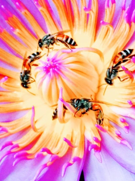 A side-by-side comparison of a honeybee pollinating a flower and a robotic bee pollinating a flower. The honeybee is covered in pollen, and the robotic bee is sleek and metallic. The flowers are both vibrant and colorful.