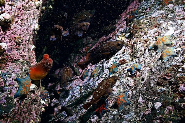 The Great Pacific Garbage Patch’s Newest Threat: Microplastic Monsters