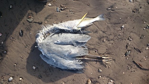 A photograph of a dead seabird with its stomach filled with various plastic debris, including microplastics. The image illustrates the devastating impact of plastic pollution on marine life, particularly seabirds.