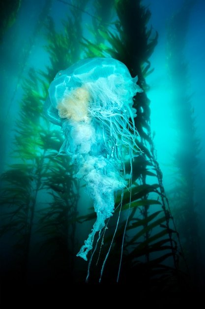 The Bloop: Unraveling the Mystery of Underwater Sounds and Possible Cover-Ups